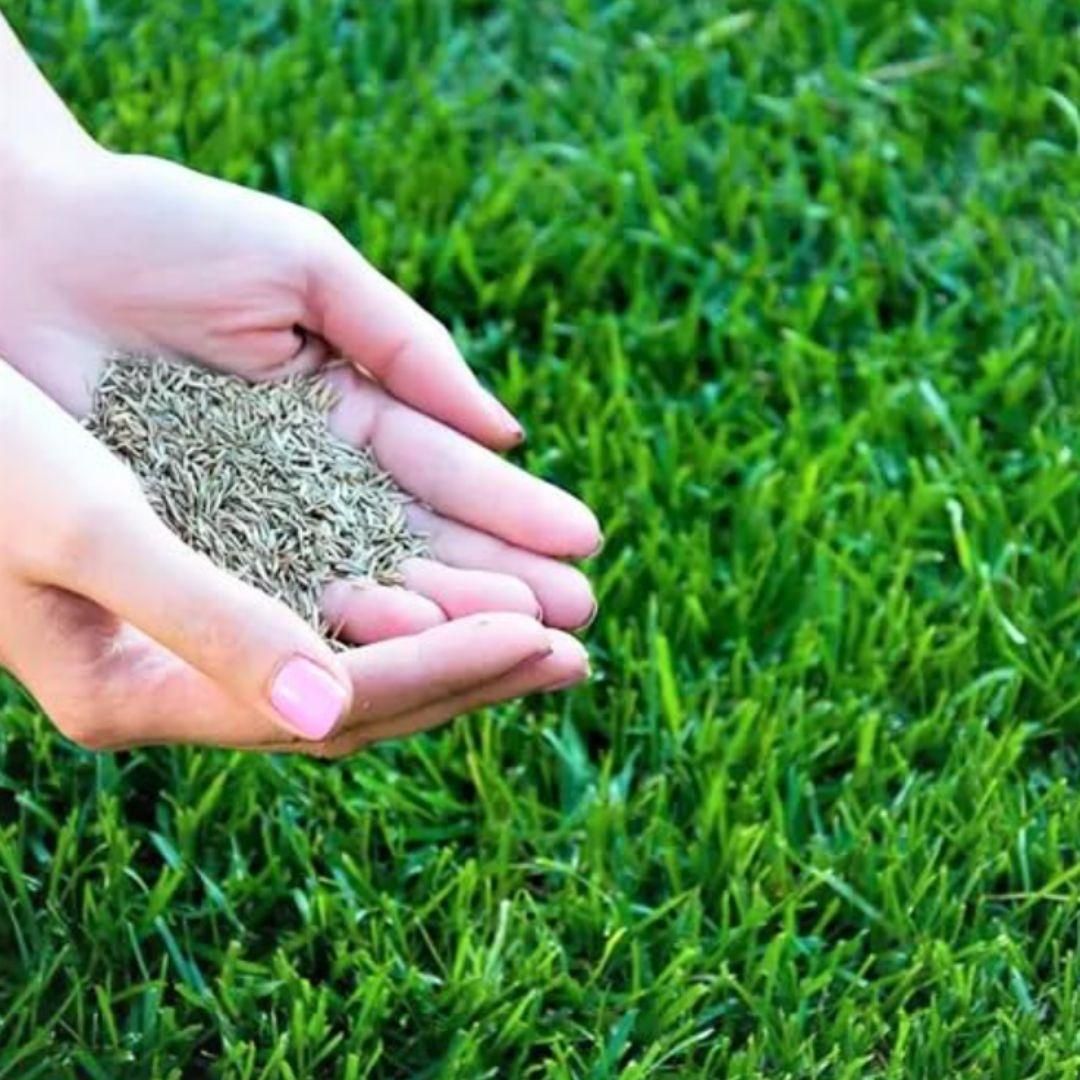 Grass Seeds Hybrid Best For Your Beautiful Home Gardening